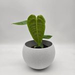 ANTHURIUM VEITCHII (KING)