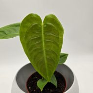 ANTHURIUM VEITCHII (KING) - slika 2