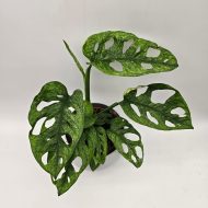 MONSTERA ADANSONII MINT - slika 6