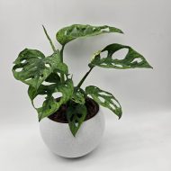 MONSTERA ADANSONII MINT - slika 5