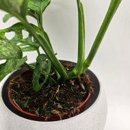 MONSTERA ADANSONII MINT - slika 4