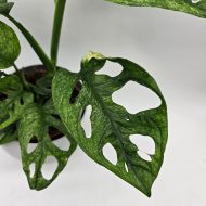 MONSTERA ADANSONII MINT - slika 3