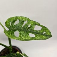 MONSTERA ADANSONII MINT - slika 2