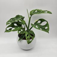 MONSTERA ADANSONII MINT