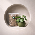 ŠOTNI MAH (Sphagnum moss)