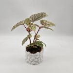 BEGONIA SNOWCAP