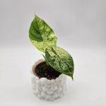 ALOCASIA DRAGON SCALE MINT