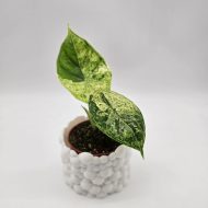 ALOCASIA DRAGON SCALE MINT