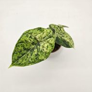 ALOCASIA DRAGON SCALE MINT - slika 2