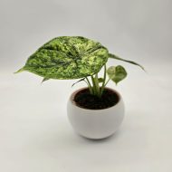 ALOCASIA DRAGON SCALE MINT - slika 4