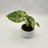 ALOCASIA DRAGON SCALE MINT - slika 3