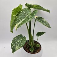 MONSTERA THAI CONSTELLATION - slika 2