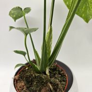 MONSTERA THAI CONSTELLATION - slika 4