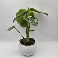 MONSTERA THAI CONSTELLATION - slika 5