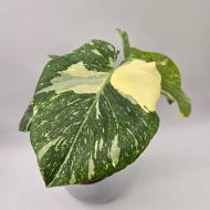 MONSTERA THAI CONSTELLATION - slika 3