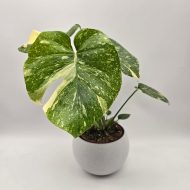 MONSTERA THAI CONSTELLATION