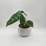 ALOCASIA DRAGON SCALE