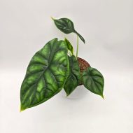 ALOCASIA DRAGON SCALE - slika 5