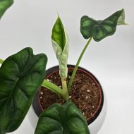 ALOCASIA DRAGON SCALE - slika 4