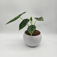 ALOCASIA DRAGON SCALE - slika 3