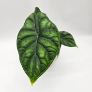 ALOCASIA DRAGON SCALE - slika 2