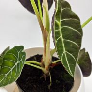 ALOCASIA WATSONIANA - slika 4
