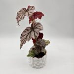 BEGONIA LOOKING GLASS