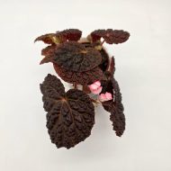 BEGONIA BAIK x DRACOPELTA - slika 6