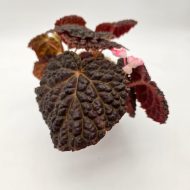 BEGONIA BAIK x DRACOPELTA - slika 5