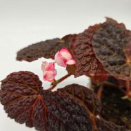 BEGONIA BAIK x DRACOPELTA - slika 4