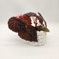 BEGONIA BAIK x DRACOPELTA - slika 3