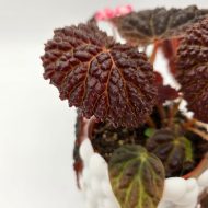 BEGONIA BAIK x DRACOPELTA - slika 2