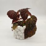 BEGONIA BAIK x DRACOPELTA