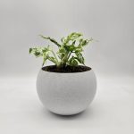 MONSTERA FROZEN FRECKLES