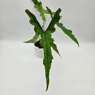 ALOCASIA SABRINA NARROW - slika 3