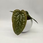 ANTHURIUM LUXURIANS x RADICANS