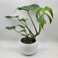 MONSTERA BURLE MARX FLAME