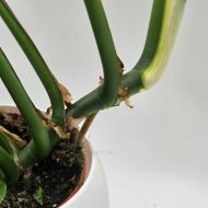 MONSTERA BURLE MARX FLAME - slika 5