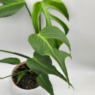 MONSTERA BURLE MARX FLAME - slika 4