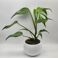 MONSTERA BURLE MARX FLAME - slika 3