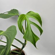 MONSTERA BURLE MARX FLAME - slika 2