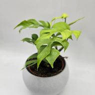 RHAPHIDOPHORA TETRASPERMA 'GOLDRUSH' - MONSTERA MINIMA - slika 6