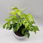 RHAPHIDOPHORA TETRASPERMA 'GOLDRUSH' - MONSTERA MINIMA