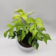 RHAPHIDOPHORA TETRASPERMA 'GOLDRUSH' - MONSTERA MINIMA