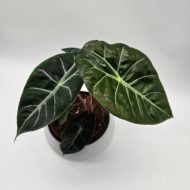 ALOCASIA PINK DRAGON - slika 6