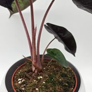 ALOCASIA PINK DRAGON - slika 5