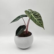 ALOCASIA PINK DRAGON - slika 3