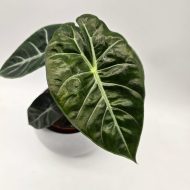 ALOCASIA PINK DRAGON - slika 4