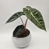 ALOCASIA PINK DRAGON