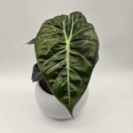 ALOCASIA PINK DRAGON - slika 2